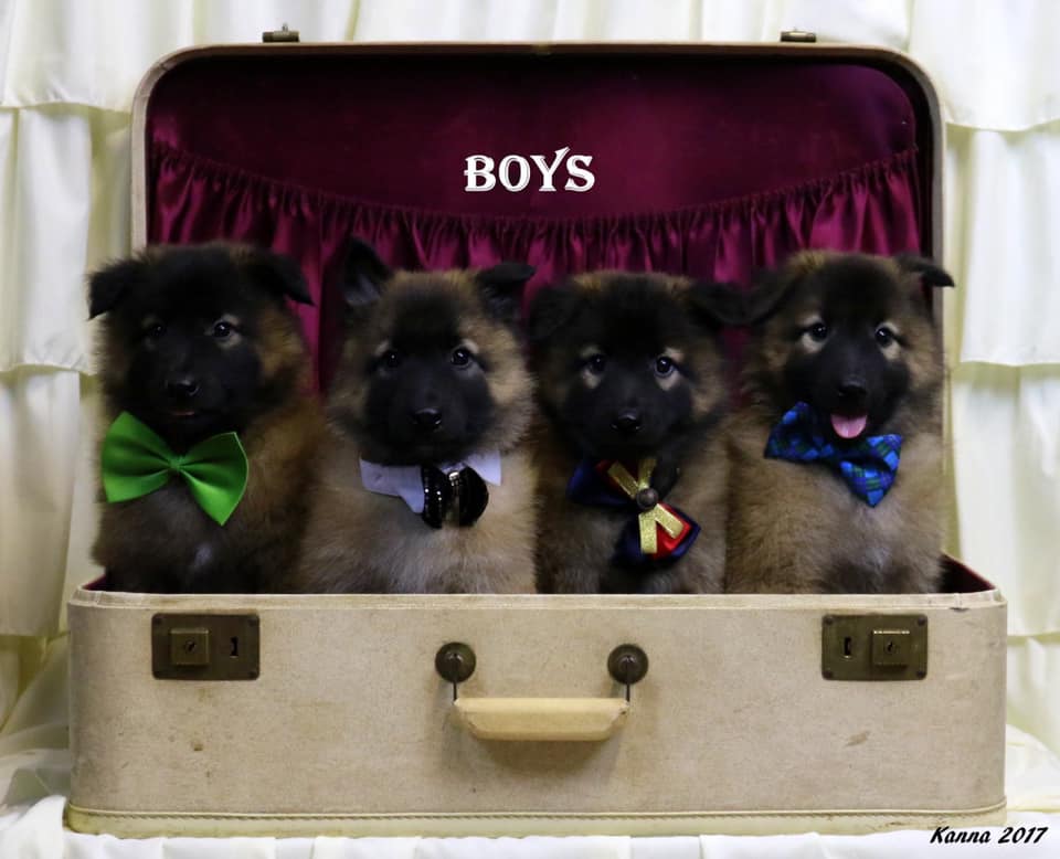 Belgian Puppy Boys