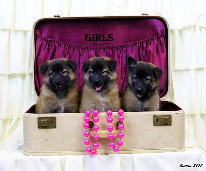Belgians in a suitcase