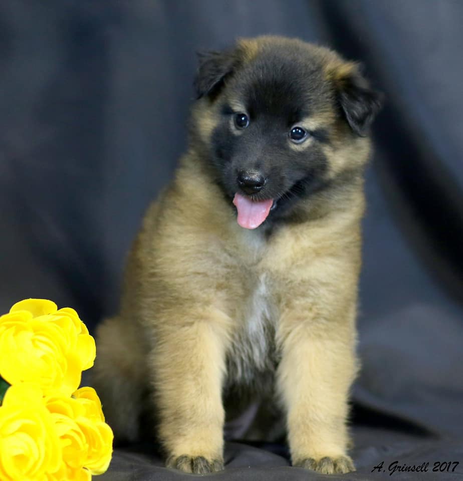 Belgian Puppy