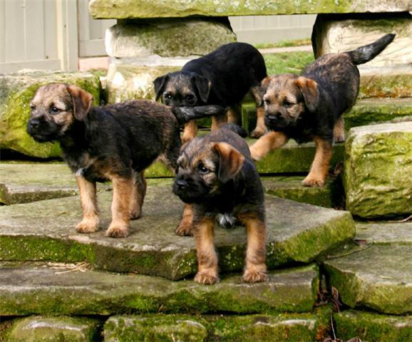 Lots of puppies