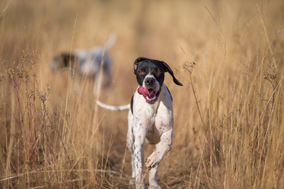 Hunting Dog