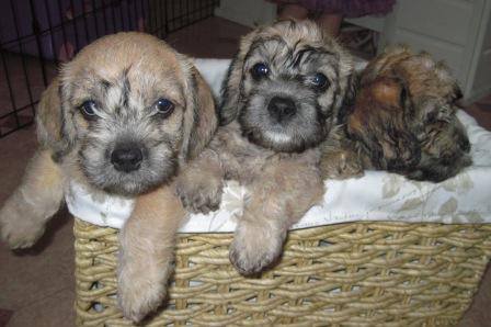 Puppies in a basket