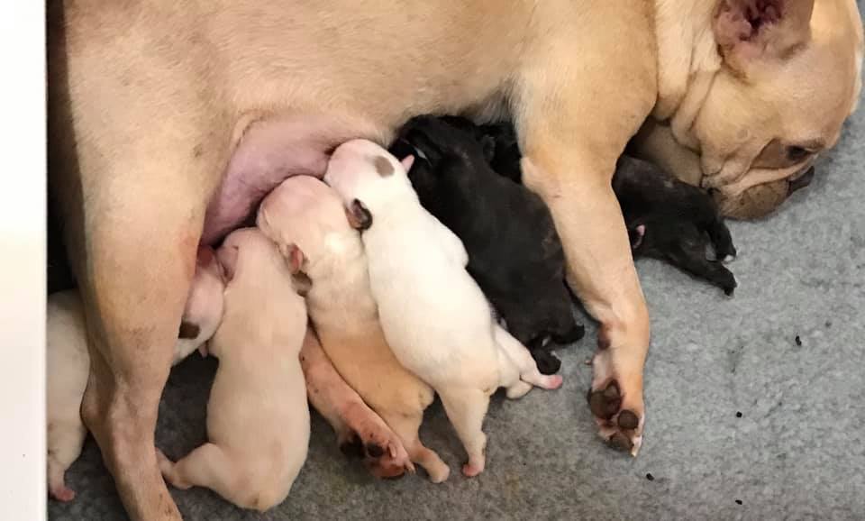 Frenchie with puppies