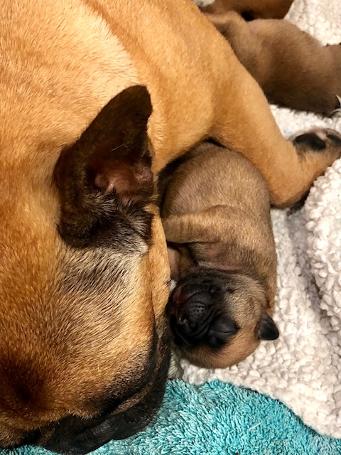 Frenchie with puppies
