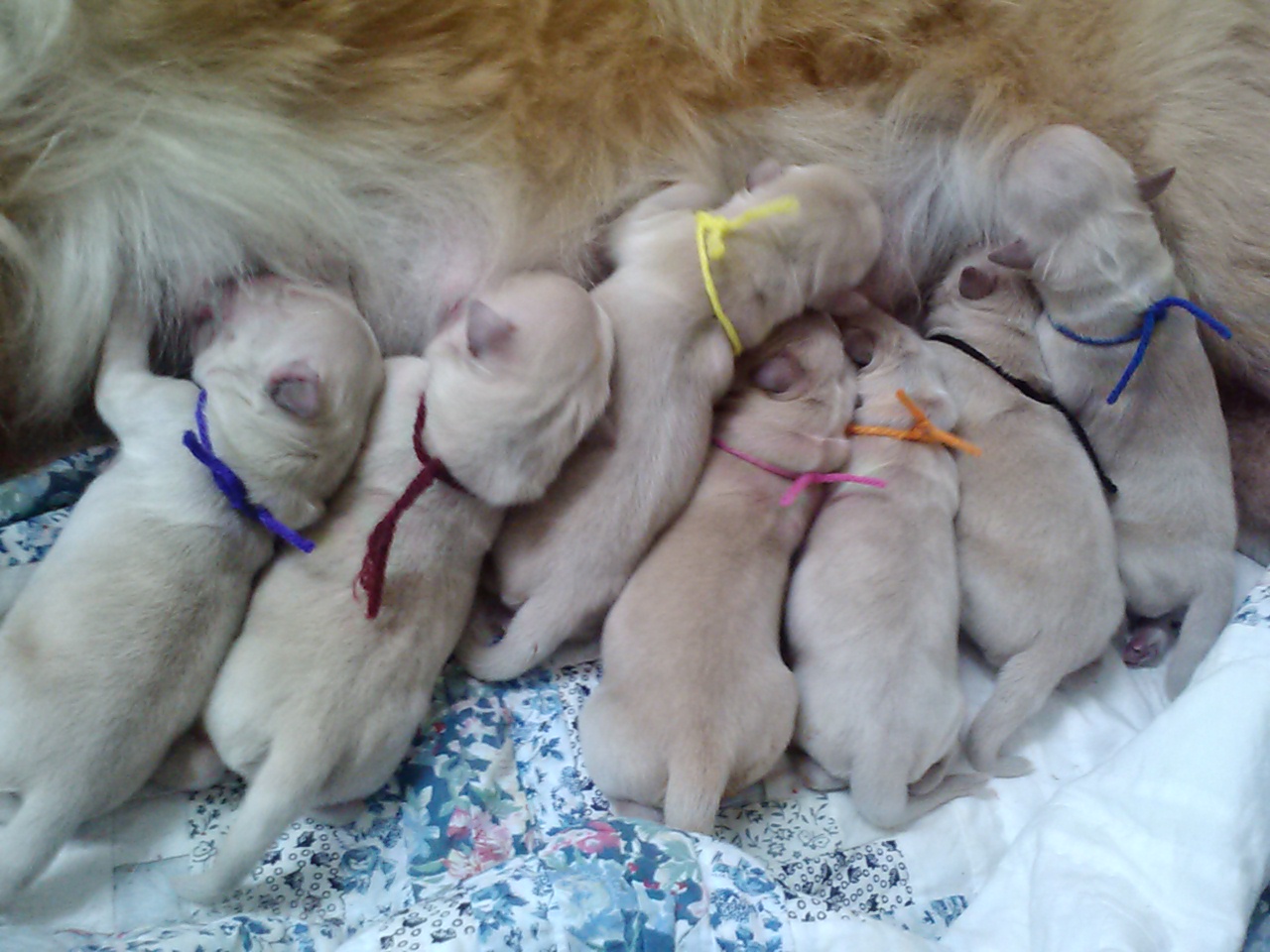 Lots of puppies