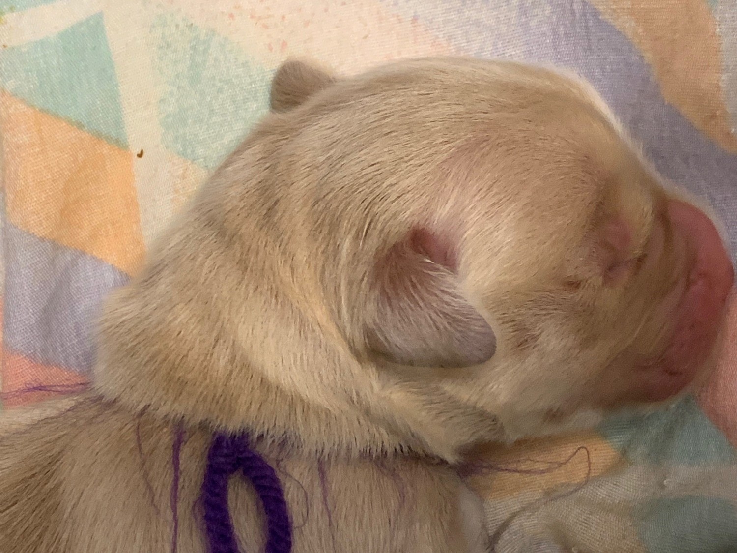 Tiny Puppy