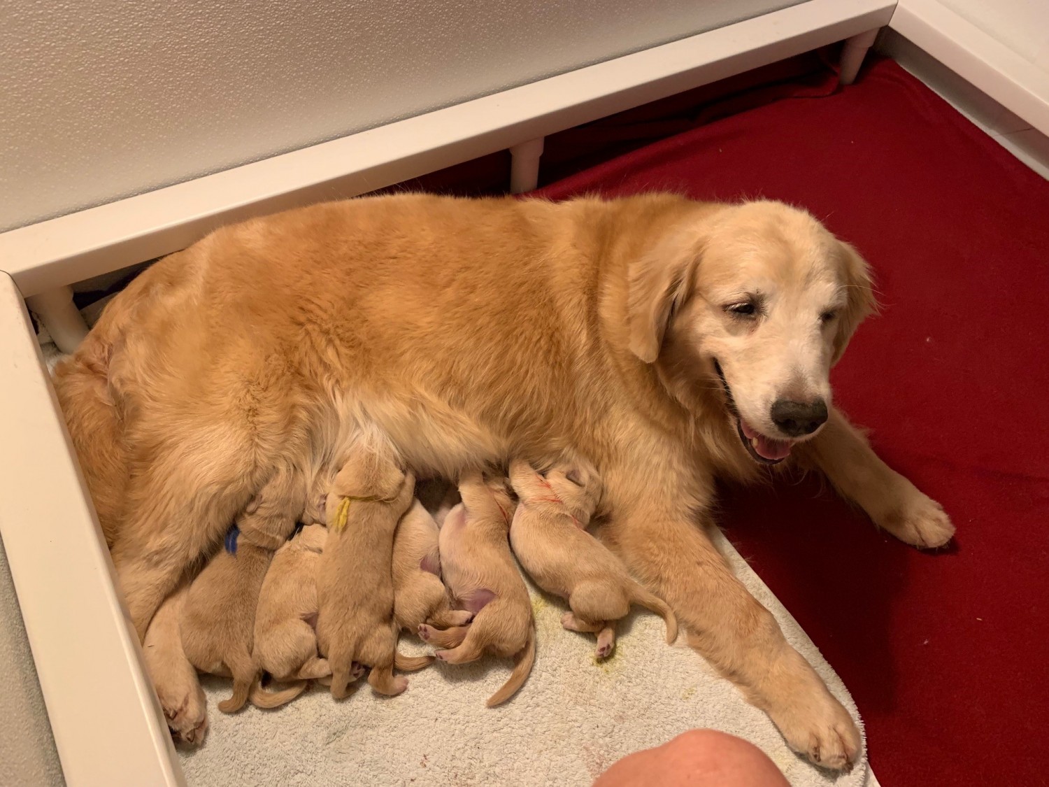 Dog with her puppies