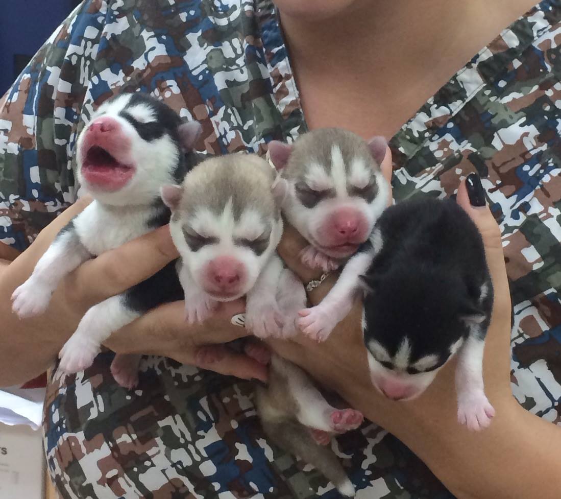 Husky Puppies