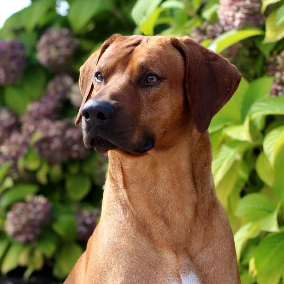 Rhodesian Dog